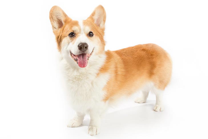 Corgi